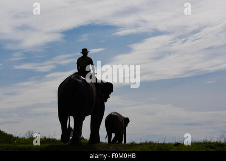 Mahouts à cheval sur des éléphants au centre de réhabilitation des éléphants de Sumatran, silhoueté dans le ciel lumineux. Parc national de Way Kambas, Indonésie. Banque D'Images