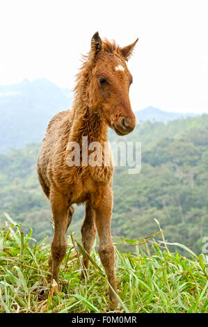 Petit colt au sommet d'une montagne haute Banque D'Images