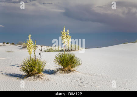 La floraison du yucca plantes dans les dunes de gypse blanc du White Sands National Monument près de Alamogordo, Nouveau Mexique, USA. Banque D'Images