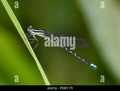 Demoiselle Bluetail commune perchée sur une feuille d'herbe Banque D'Images