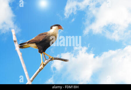 Caracara huppé (Caracara cheriway) perché sur une branche d'arbre avec un beau ciel bleu Banque D'Images