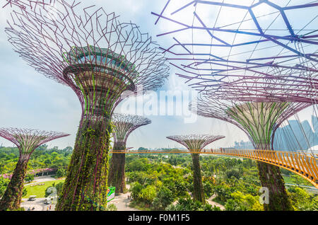 Supertrees, pont entre les arbres géants, Supertree Grove, jardins de la baie, à Singapour Banque D'Images