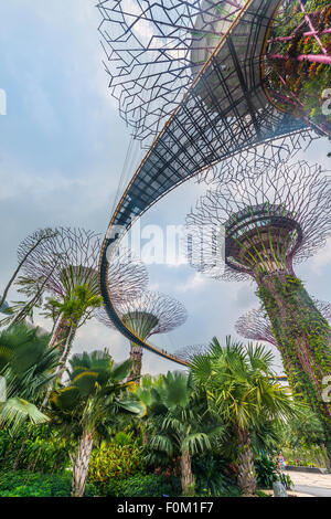 Supertrees, pont entre les arbres géants, Supertree Grove, jardins de la baie, à Singapour Banque D'Images