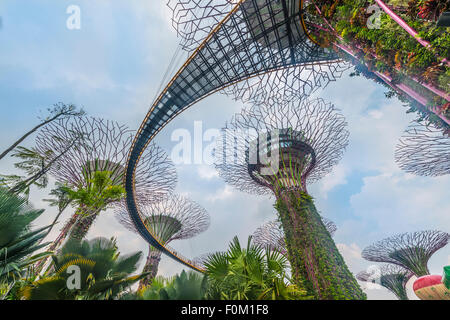 Supertrees, pont entre les arbres géants, Supertree Grove, jardins de la baie, à Singapour Banque D'Images