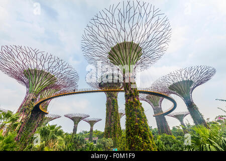 Supertrees, pont entre les arbres géants, Supertree Grove, jardins de la baie, à Singapour Banque D'Images