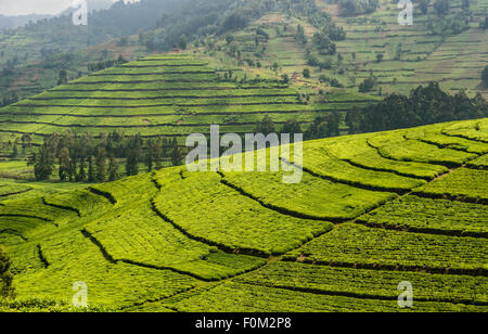 Les plantations de thé de l'ouest du Rwanda, l'Afrique Banque D'Images