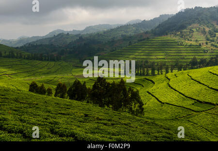 Les plantations de thé de l'ouest du Rwanda, l'Afrique Banque D'Images