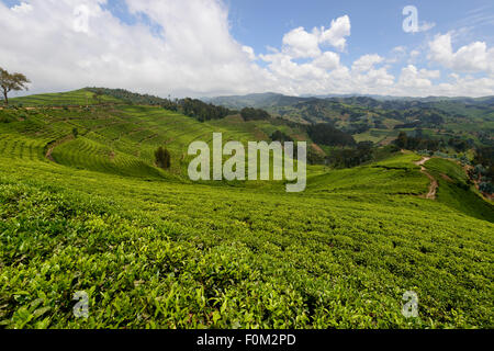 Les plantations de thé de l'ouest du Rwanda, l'Afrique Banque D'Images