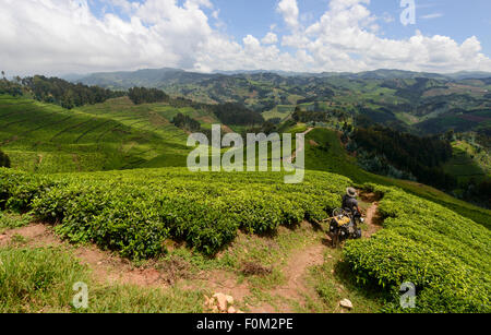 Faire du vélo à travers les plantations de thé du Rwanda, l'Afrique Banque D'Images