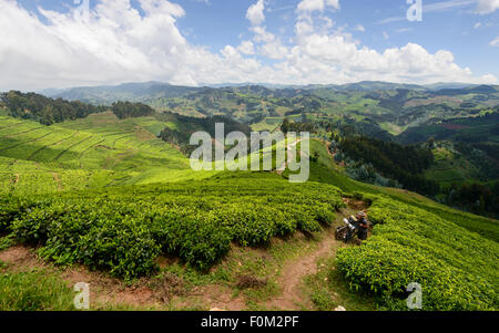 Faire du vélo à travers les plantations de thé du Rwanda, l'Afrique Banque D'Images