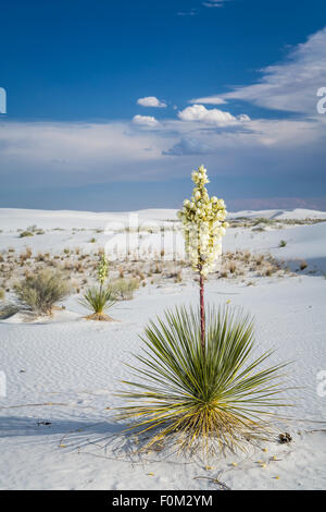 La floraison du yucca plantes dans les dunes de gypse blanc du White Sands National Monument près de Alamogordo, Nouveau Mexique, USA. Banque D'Images