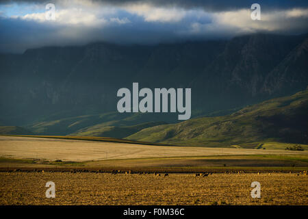 La Garden route, Western Cape, Afrique du Sud Banque D'Images