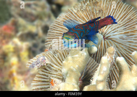 La mer de Bohol, Philippines. 15 Oct, 2014. mandarinfish ou mandarin dragonet (Synchiropus splendidus) Mer de Bohol, Cebu, Philippines, en Asie du Sud-Est © Andrey Nekrasov/ZUMA/ZUMAPRESS.com/Alamy fil Live News Banque D'Images