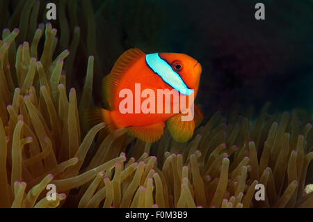 La mer de Bohol, Philippines. 15 Oct, 2014. Poisson Clown rouge ou poissons-clowns (Amphiprion rubrocinctus australienne), la mer de Bohol aux Philippines, en Asie du Sud-Est © Andrey Nekrasov/ZUMA/ZUMAPRESS.com/Alamy fil Live News Banque D'Images