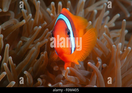 15 octobre 2014 - La mer de Bohol, Philippines - poisson clown rouge ou poissons-clowns (Amphiprion rubrocinctus australienne) de la mer de Bohol, Cebu, Philippines, en Asie du sud-est (Crédit Image : © Andrey Nekrasov/ZUMA/ZUMAPRESS.com) fil Banque D'Images