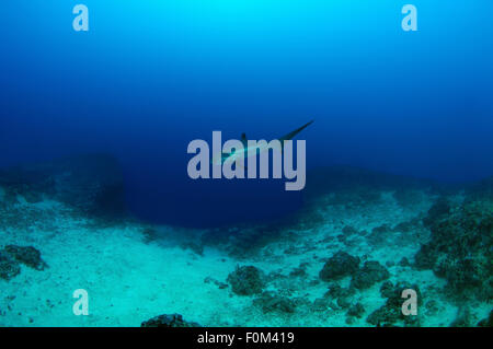 15 octobre 2014 - La mer de Bohol, Philippines - commun requin renard (Alopias vulpinus) Bohol Sea, Philippines, en Asie du sud-est (Crédit Image : © Andrey Nekrasov/ZUMA/ZUMAPRESS.com) fil Banque D'Images
