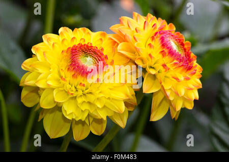 Pointe rouge pétales jaunes de la balle Dahlia, 'Sunny Boy' Banque D'Images