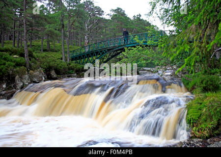 Une vue sur les chutes de Garbh Allt avec pont en Ballochbuie Forest, dans l'Aberdeenshire, Ecosse, Royaume-Uni. Banque D'Images