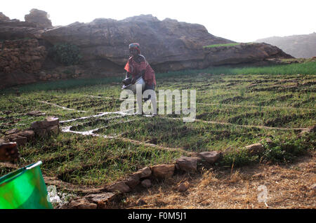 BANDIAGARA, MALI - Octobre 2, 2008 : une femme non identifiée travaille dans le champ à Bandiagara, dans la région de Mopti au Mali pour octobre Banque D'Images