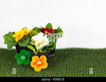 Primevères colorées avec de belles fleurs smiling Banque D'Images
