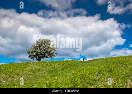 Arbre d'aubépine et de randonneurs/marcheurs sur Mynydd Black Lion Guest House sur Pain de Sucre près d'Abergavenny Monmouth Banque D'Images