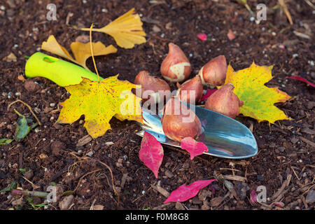 Prêt à planter des bulbes de tulipes dans le jardin. Banque D'Images