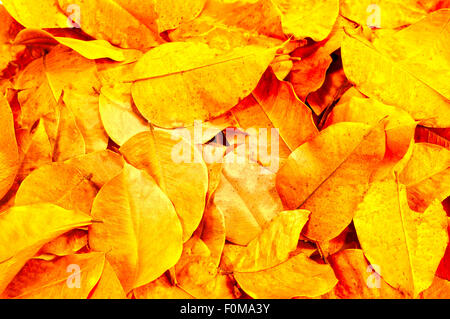 Plan macro sur les vieilles feuilles représentant collection automne Banque D'Images