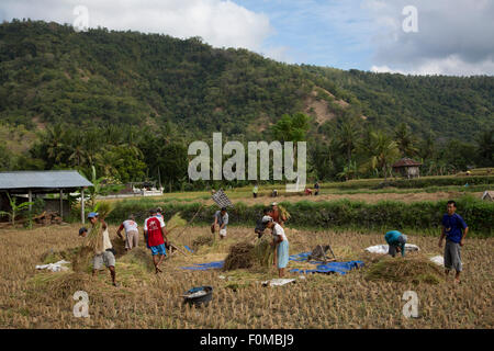 Les agriculteurs de la récolte du riz à Bali Banque D'Images