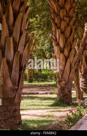 Jardin Botanique d'Assouan, Kitchener's Island, Assouan, Egypte Banque D'Images