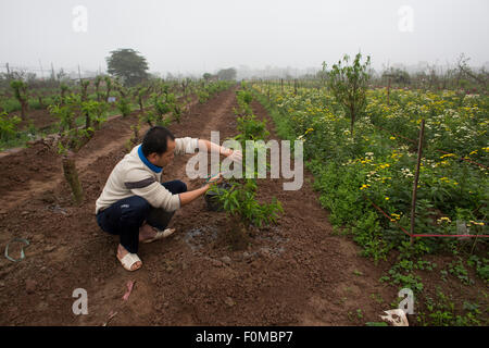 L'agriculture au Vietnam Banque D'Images