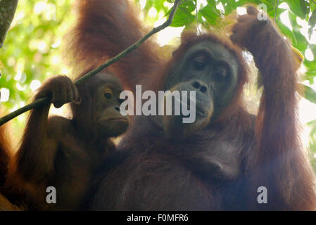La mère et le bébé orang-outan se détendre ensemble dans la jungle Banque D'Images