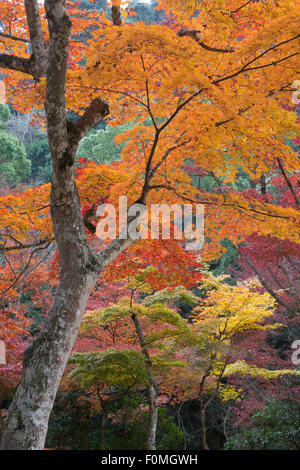 Les érables en automne, Parc Momijidani (Japanese Maple Park), l'île de Miyajima, dans l'ouest de Honshu, Japon, Asie Banque D'Images