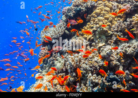 Récif de corail sous-marine Banque D'Images