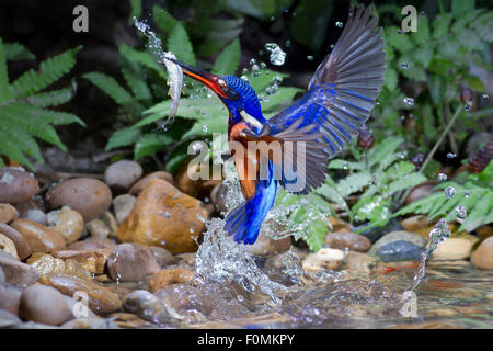 Blue-eared Kingfisher (mâle) la capture de poissons. Banque D'Images