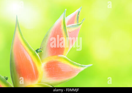 Heliconia Flower avec un fond vert luxuriant Banque D'Images