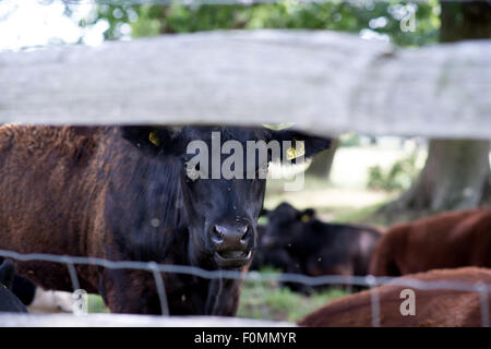 vaches dans la nature Banque D'Images