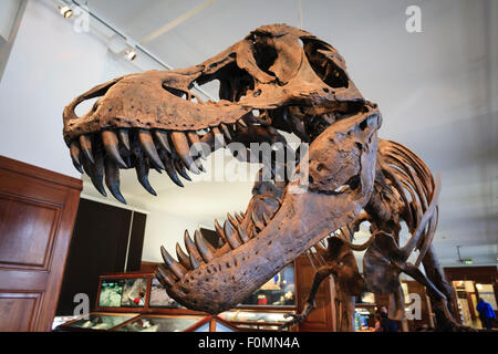 Tyrannosaurus rex squelette exposé dans le musée d'Histoire Naturelle. Université d'Oslo. La Norvège. Banque D'Images