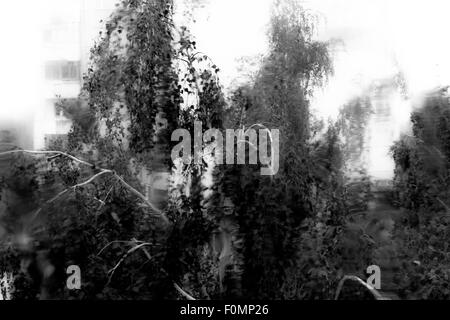 Des gouttelettes de pluie couler le long d'une fenêtre pendant un orage aussi verte se balancent dans l'arrière-plan - noir et blanc Banque D'Images