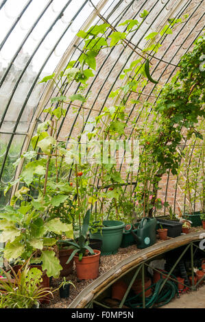 Les plantes qui poussent dans l'intérieur de la serre à l'Italienne George VI Park, Ramsgate. Banque D'Images