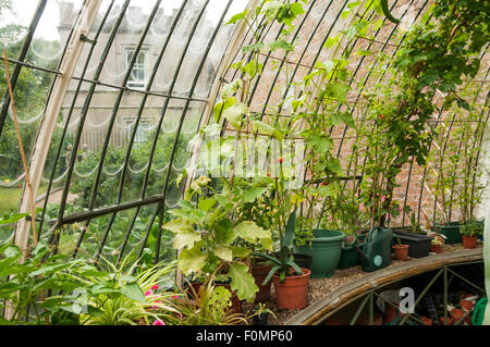 Les plantes qui poussent dans l'intérieur de la serre à l'Italienne George VI Park, Ramsgate. Banque D'Images