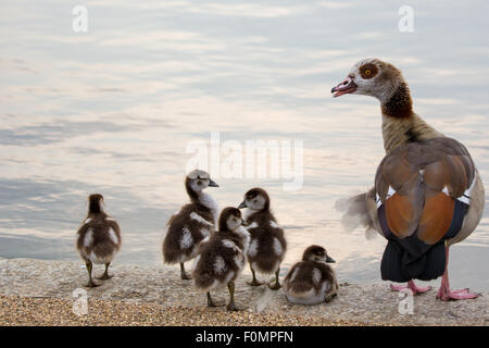 Egyptian goose avec les poussins Banque D'Images