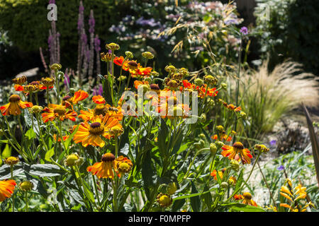 Un jardin d'été, doté d''Helenium Rauchtopas au premier plan. Banque D'Images