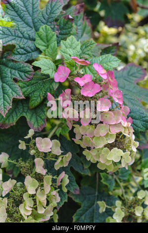 L'Hydrangea quercifolia Snow Queen, la fin de l'été.Hydrangeaceae Banque D'Images