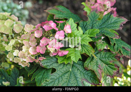 L'Hydrangea quercifolia Snow Queen, la fin de l'été.Hydrangeaceae Banque D'Images