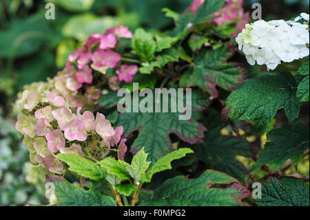 L'Hydrangea quercifolia Snow Queen, la fin de l'été.Hydrangeaceae Banque D'Images