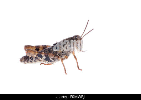 Criquet italien (Calliptamus italicus) nymphe, sauterelle, Fliess, Naturpark Kaunergrat, Tyrol, Autriche, Juillet 2008 Banque D'Images