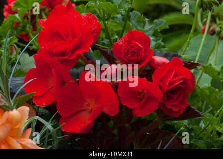 Non-stop des bégonias rouges Banque D'Images