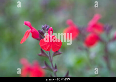 Salvia x jamensis 'Maraschino' Banque D'Images