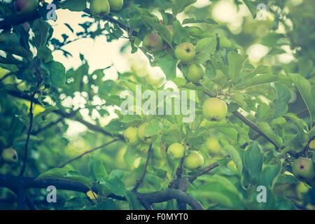 Vintage photo de jeune pomme verte, les fruits sur les branches des pommiers Banque D'Images