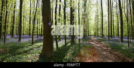 Bluebell dans la forêt de Halle - en Belgique - très célèbre pour ses fleurs bleu en mai Banque D'Images